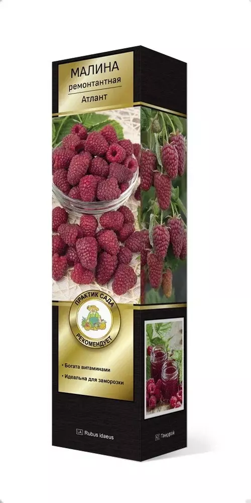 Саженец Малина ремонтантная Атлант (в тубе), Поиск