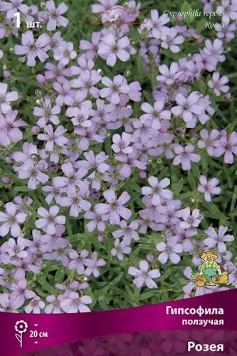 Корневище цветов Гипсофила ползучая Розея (I; 1 шт)
