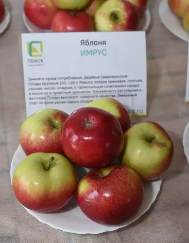 Саженец Яблоня полукарликовая Имрус (2-х лет), зимний в тубе, Поиск