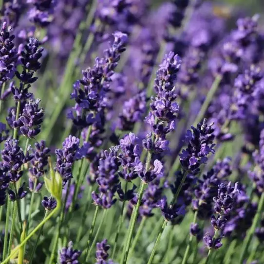 Саженец Лаванда узколистная Гавана в тубе, Поиск