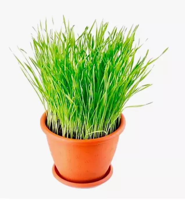 Декоративно-лиственное растение Трава для кошек (d=9 см)