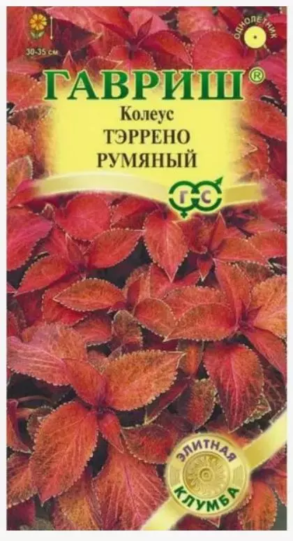 Семена цветов Колеус Тэррено Румяный 4шт (Гавриш)