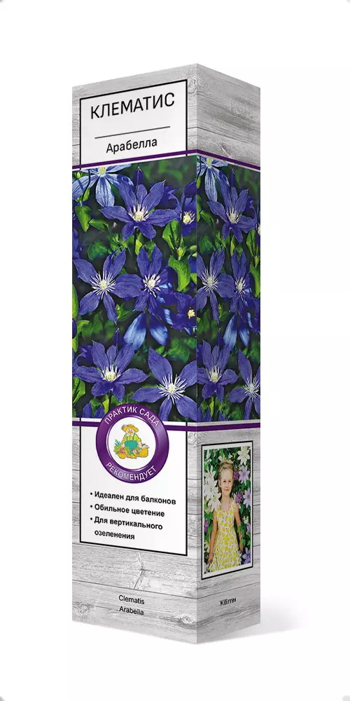 Саженец лематис ботанический пригодный для срезки) Арабелла  голубовато-фиолетовый, ПОИСК 