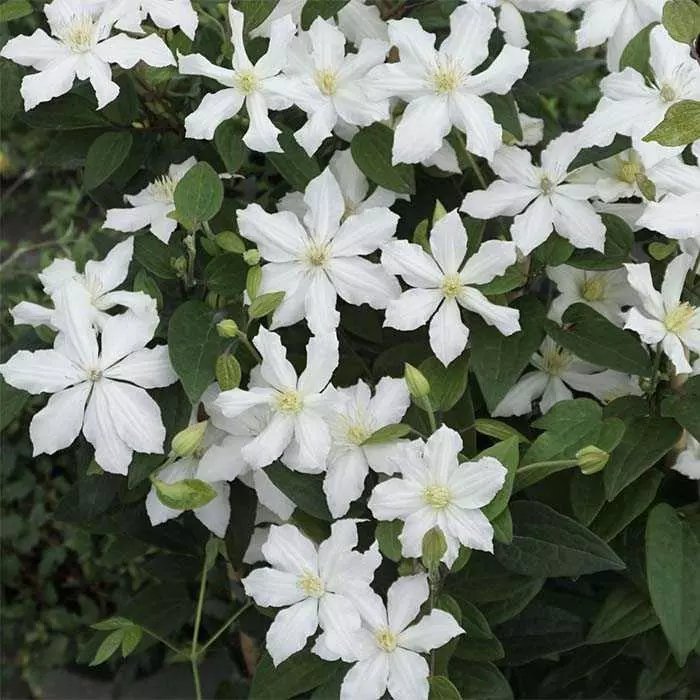 Клематис ботанический Люкс (сорта, пригодные для срезки) Вайт Арабелла белый, обильноц