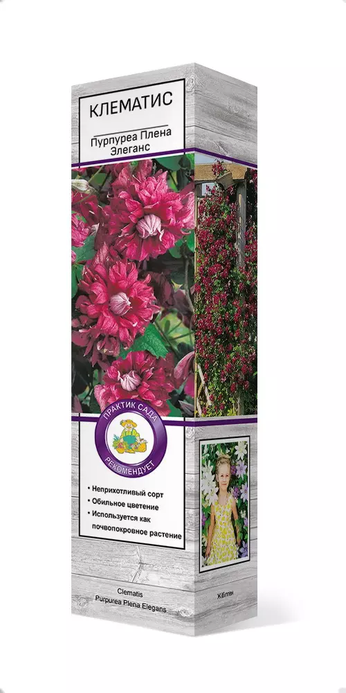 Саженец Клематис ботанический Пурпуреа Плена Элеганс (в тубе), Поиск
