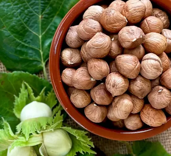 Саженец орех Фундук (Лещина обыкновенная) Первенец средний, в сетке, Поиск