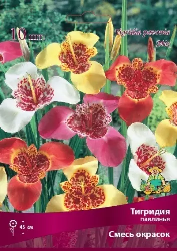 Луковицы цветов Тигридия павлинья смесь окрасок 5/7, 10 шт