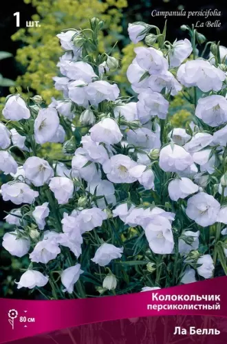 Корневище цветов Колокольчик персиколистный Ла Белль (I; 1шт)