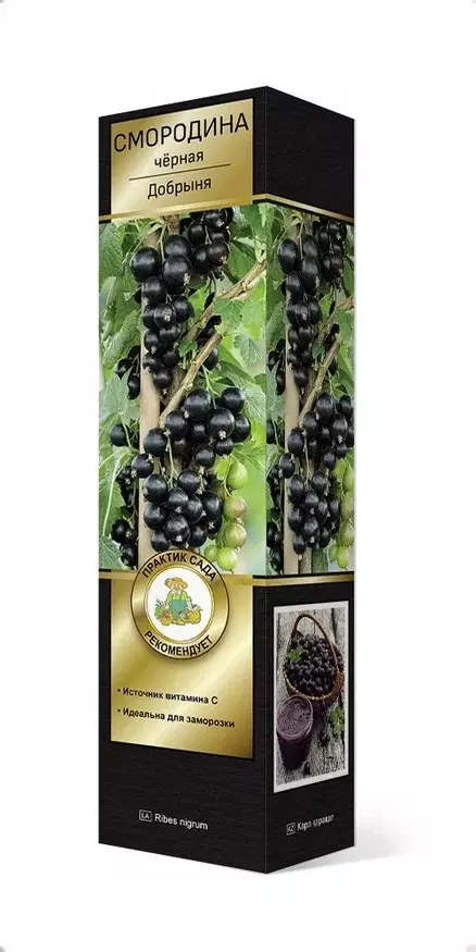 Саженец Смородина черная Добрыня, перспективные сорта, в тубе, Поиск