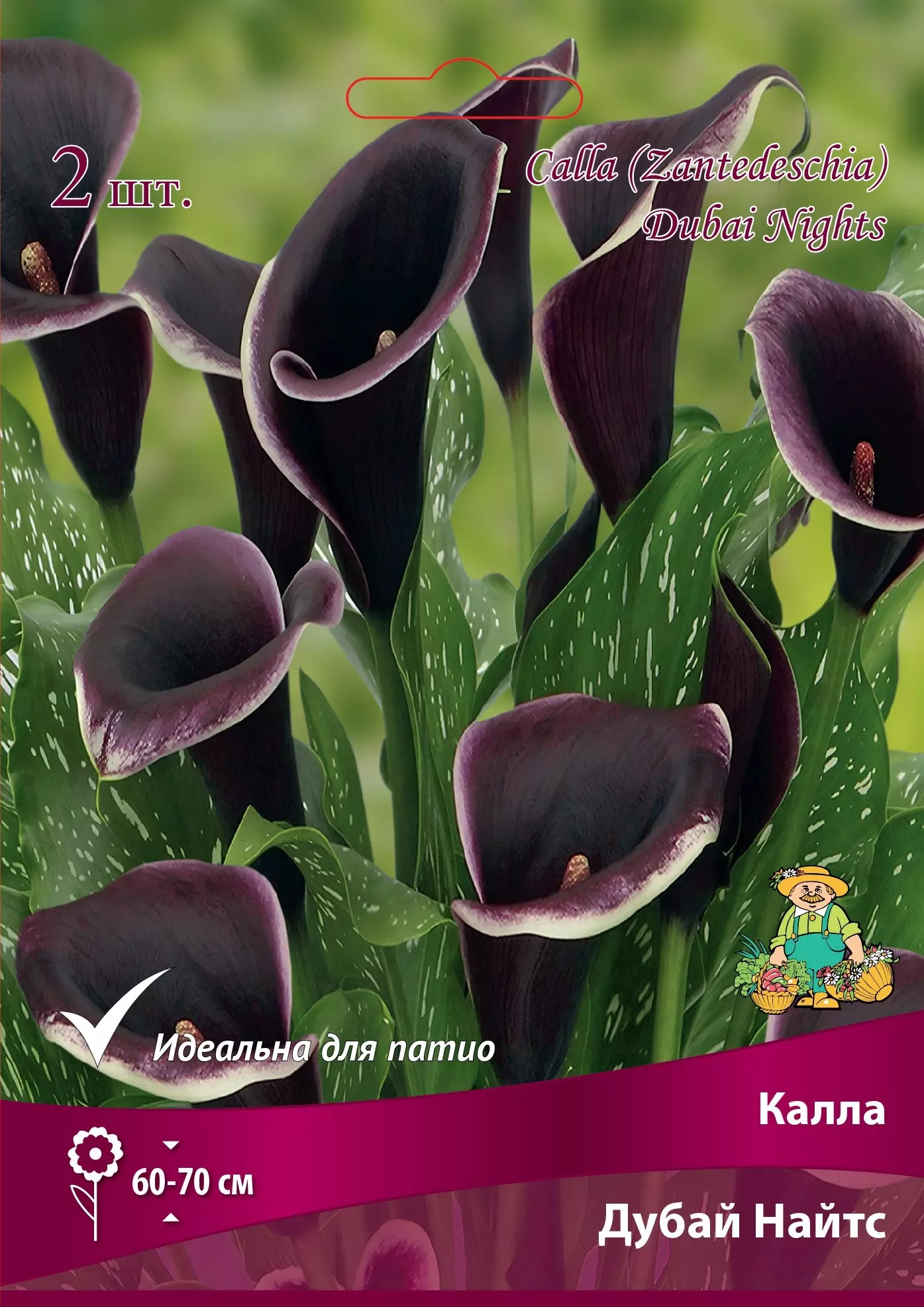 Луковицы цветов Калла Дубай Найтс 12/14, 2 шт