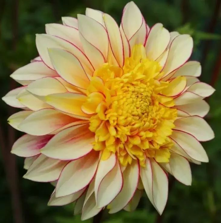 Клубни цветов Георгина анемоновидная Полька (I; 1 шт)