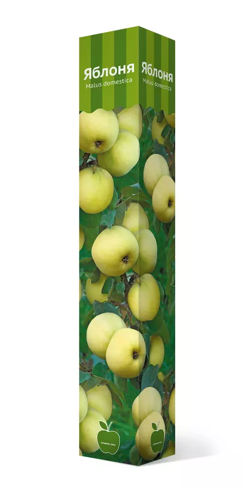 Яблоня колоновидная Малюха, осенний (в коробке)