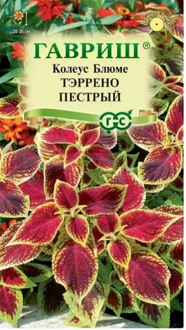 Семена цветов Колеус Тэррено Пестрый, ГАВРИШ 4 шт ц/п