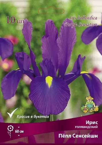 Луковицы цветов Ирис голландский Пёпл Сенсейшн 6-7/К, 10 шт