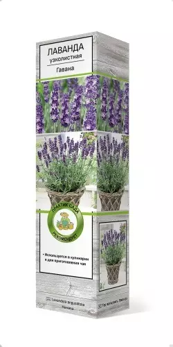 Саженец Лаванда узколистная Гавана в тубе, Поиск