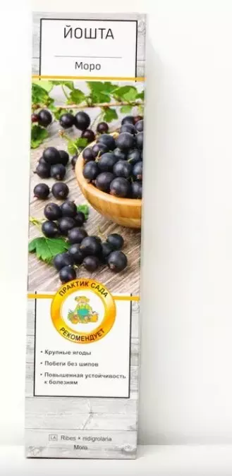 Саженец Йошта Моро (крыжовник х смородина) средний, без шипов, в тубе