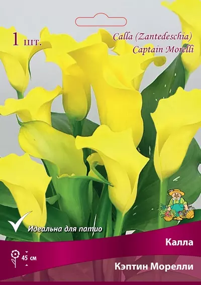 Луковицы цветов Калла Кэптин Морелли 14/16, 1 шт