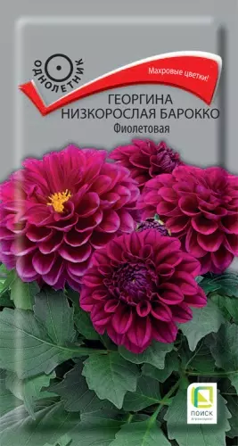 Семена цветов Георгина Барокко Фиолетовая 0.1г, низкорослая (Поиск)
