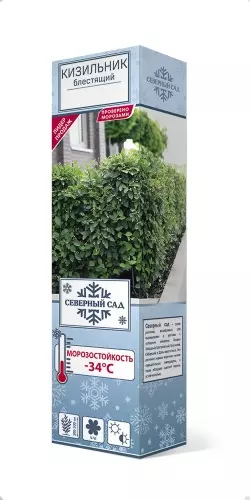 Саженец Кизильник блестящий (в тубе), Поиск