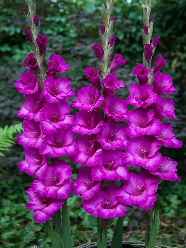 Луковицы цветов Гладиолус крупноцветковый Бельведер 10/12, 5 шт