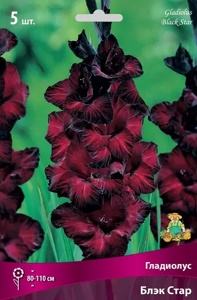 Луковицы цветов Гладиолус крупноцветковый Блэк Стар 12/14, 5 шт