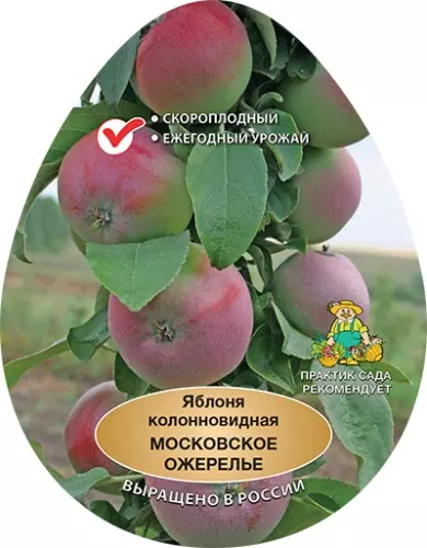 Саженец Яблоня колонновидная Московское ожерелье (Х-2) раннеосенний в тубе, Поиск