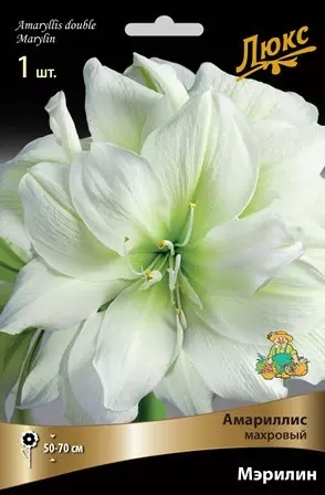 Луковицы цветов Амариллис махровый Мэрилин 24/26, 1 шт