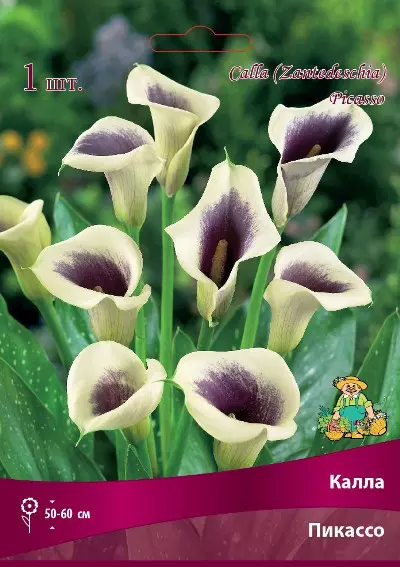 Луковицы цветов Калла Пикассо 14/16, 1 шт