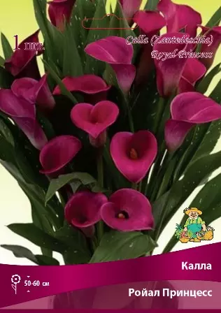 Луковицы цветов Калла Ройал Принцесс 14/16, 1 шт