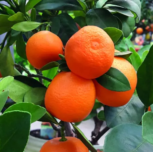 Саженец Цитрус комнатный Лайм Рангпур