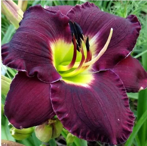 Корневище цветов Лилейник гибридный Бэлла Лугози (I; 1шт)