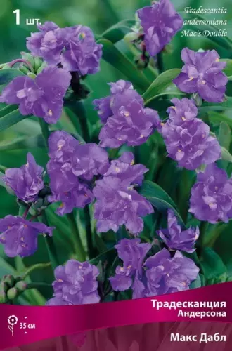 Корневище цветов Традесканция Андерсона Макс Дабл (I; 1шт)