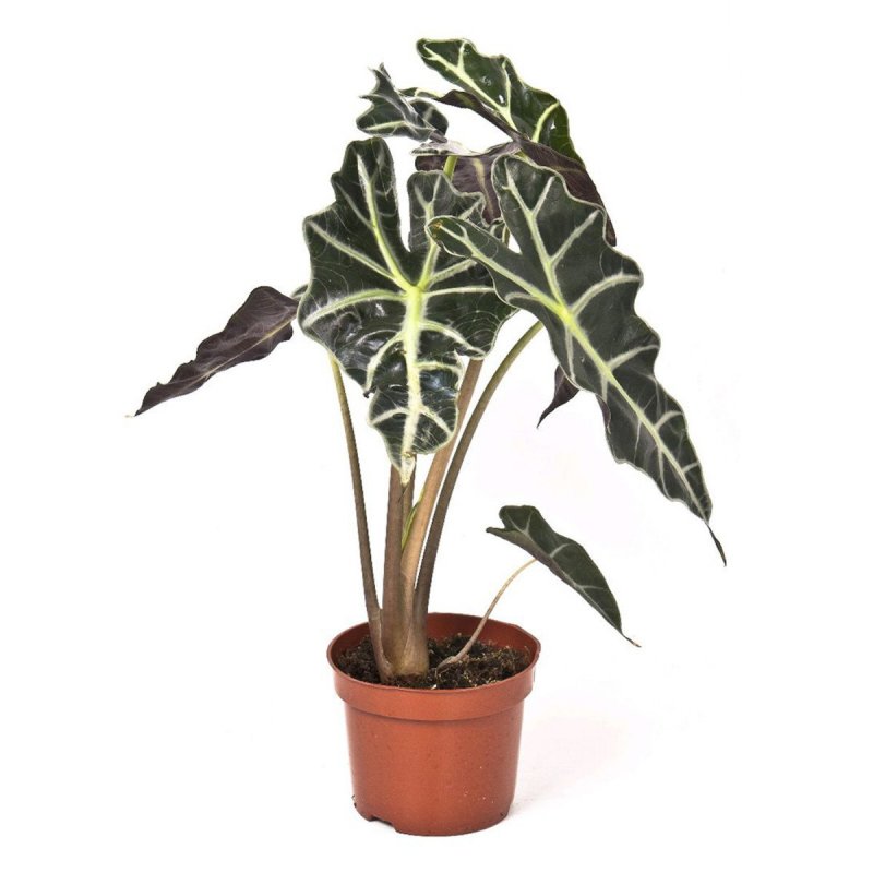 Алоказия Полли (Alocasia Polly) D12 H40 купить в СПб
