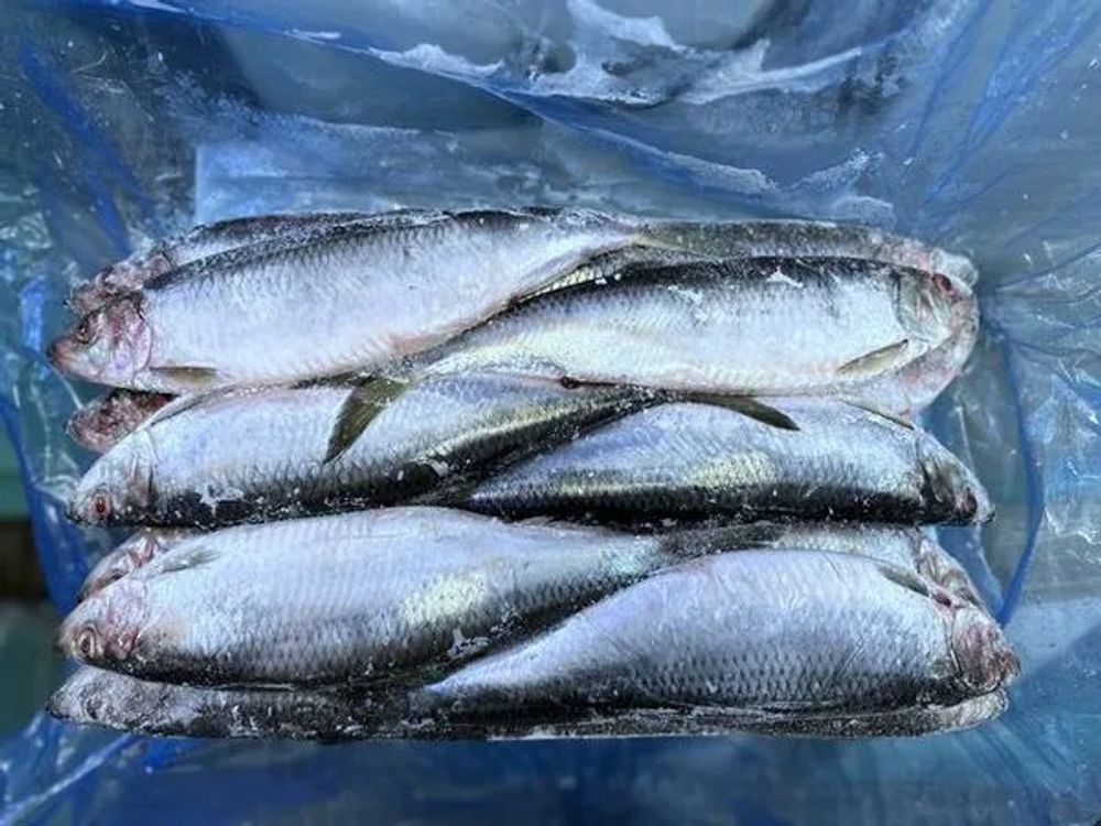 Сельдь заморож крупн 350+ ящ 28кг (2пл\14,0кг)