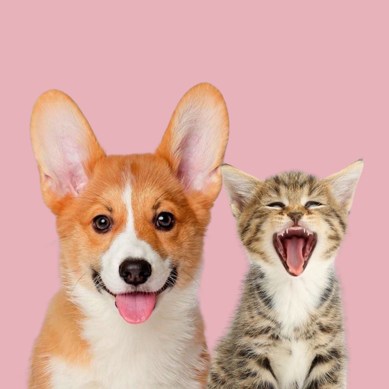 Котята и щенки