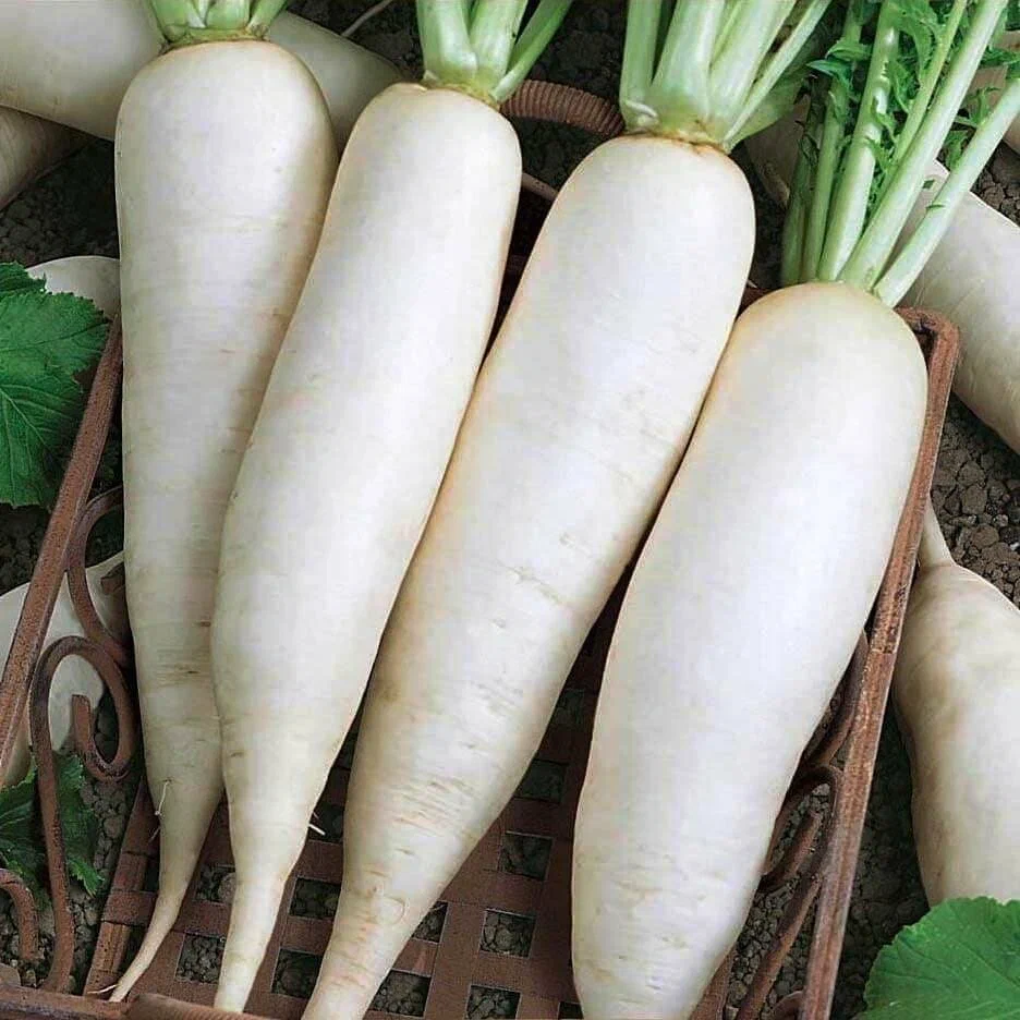 Редька белая Дайкон