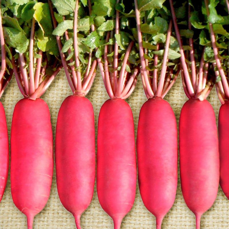 Редька розовая Дайкон