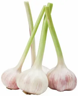 Чеснок молодой
