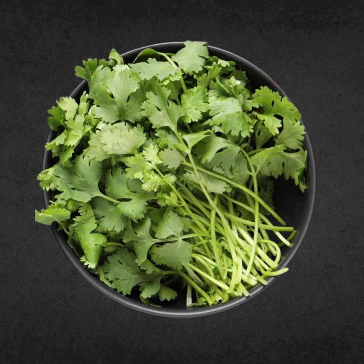 Кинза Свежая