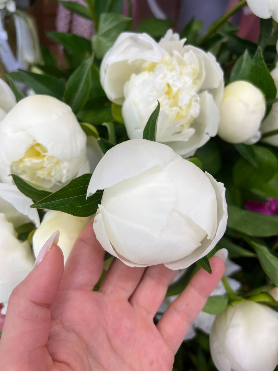 Пион голландский  Сорт «Дюшес»