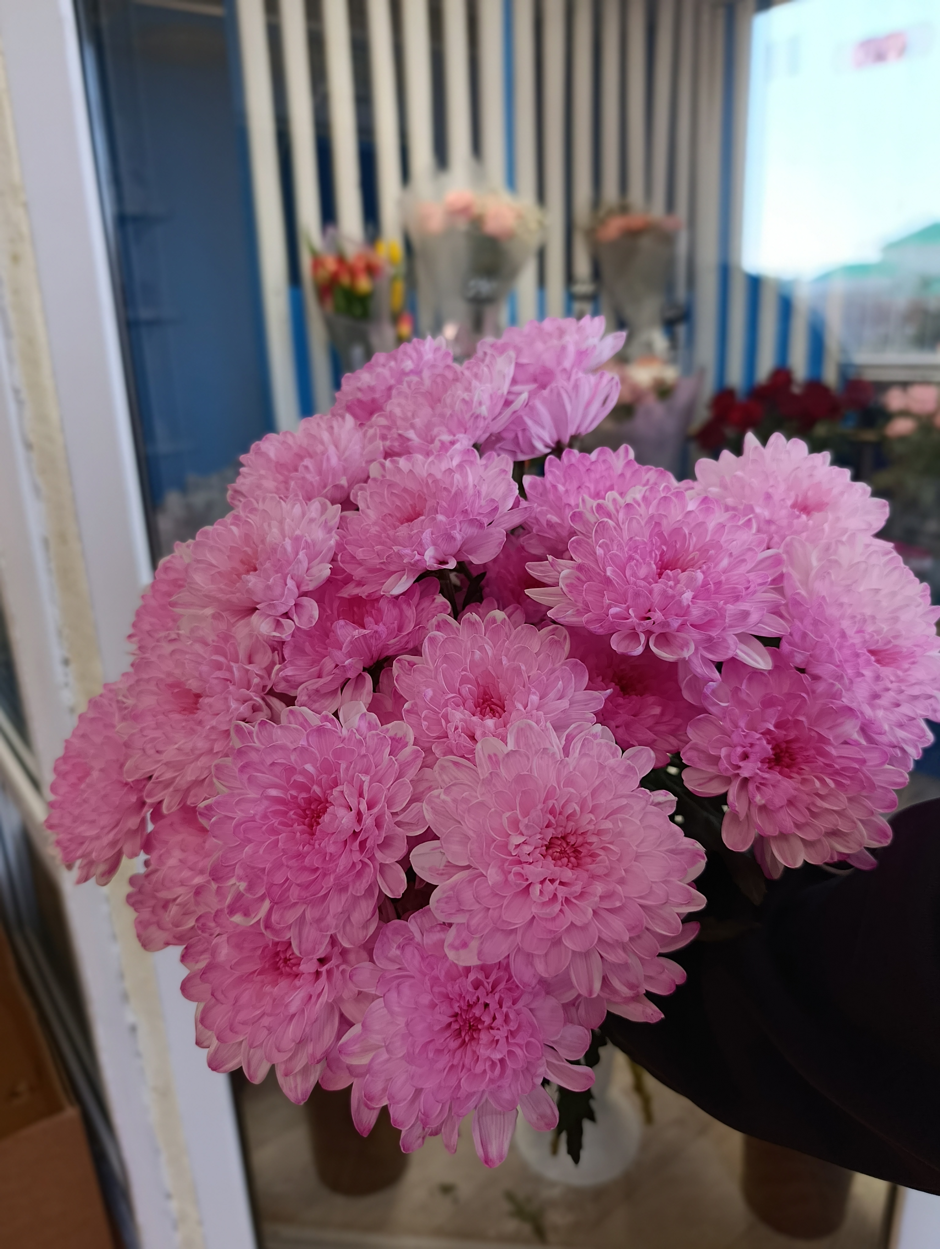 Хризантема кст. цветн.