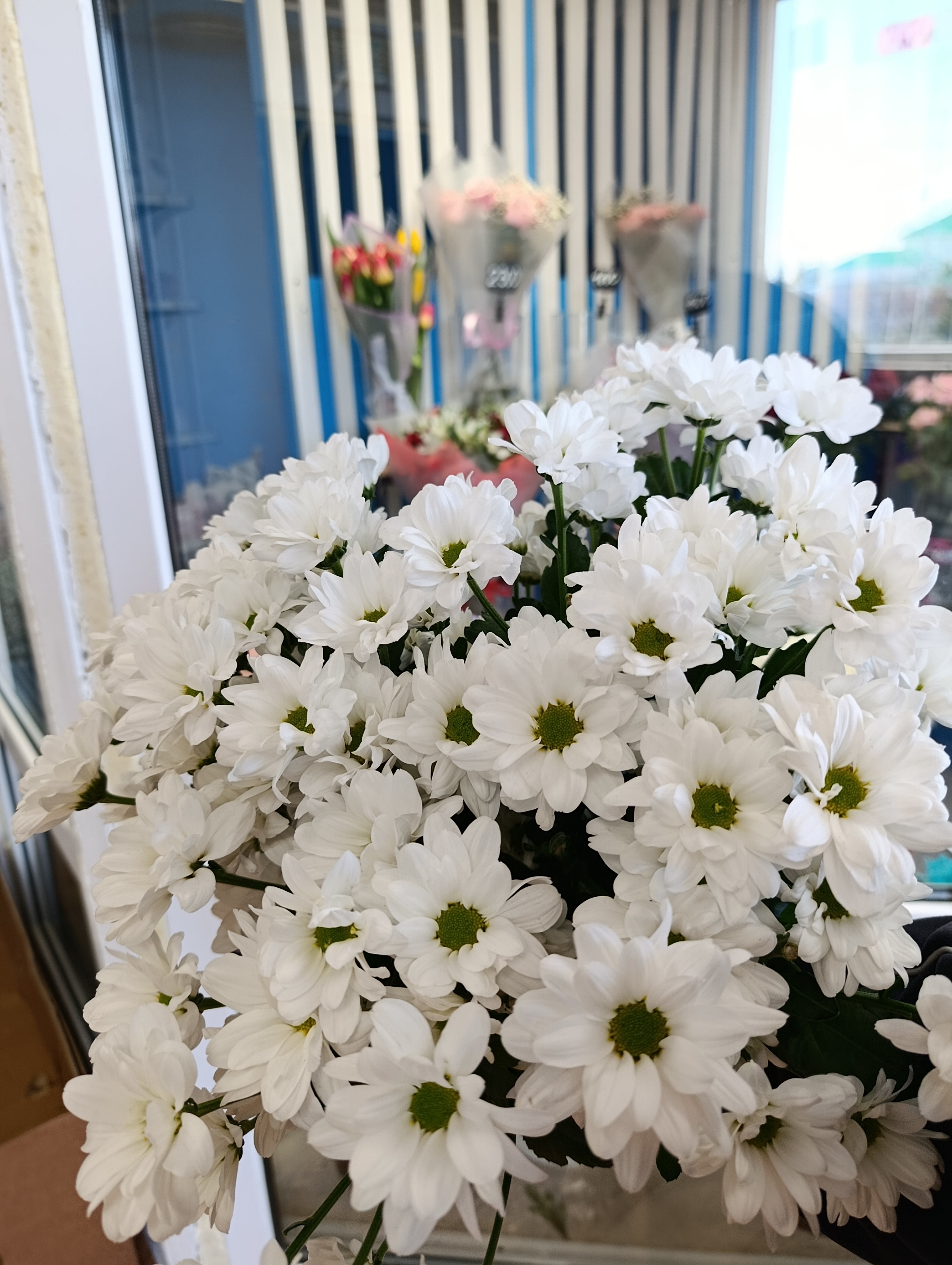 Кустов. Ромаш. Хризантема