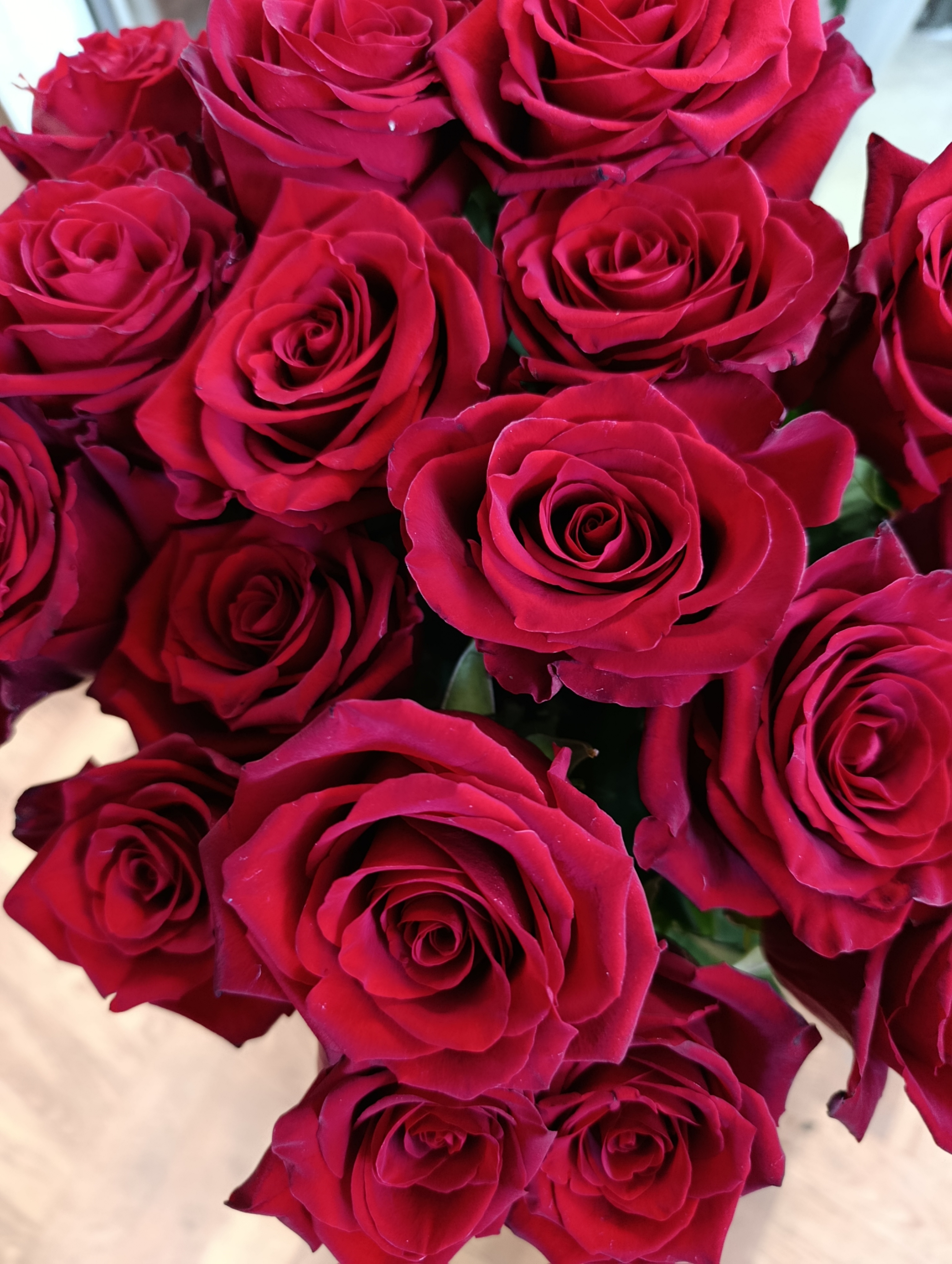 Роза Эксплорер