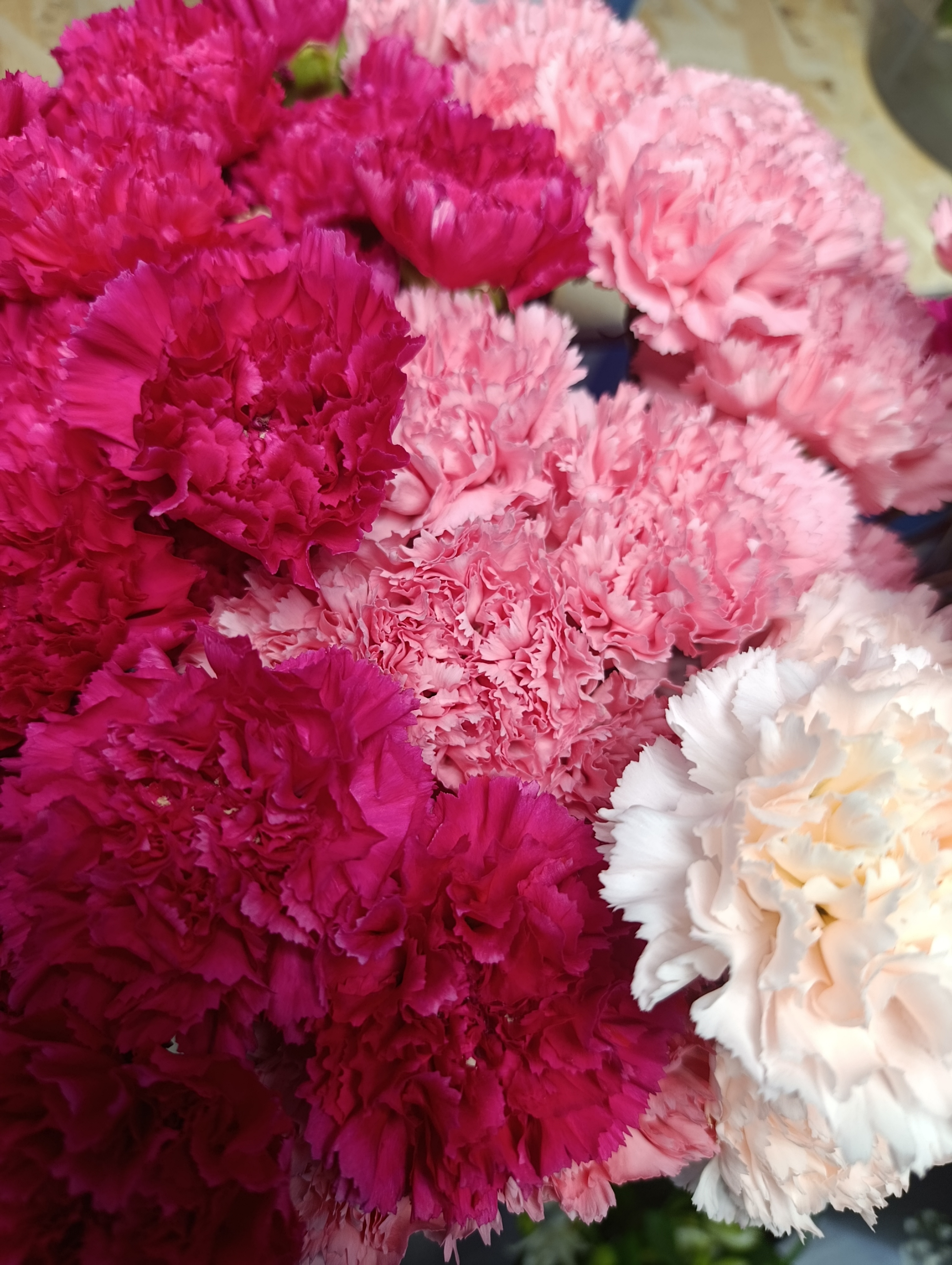 Диантусы микс