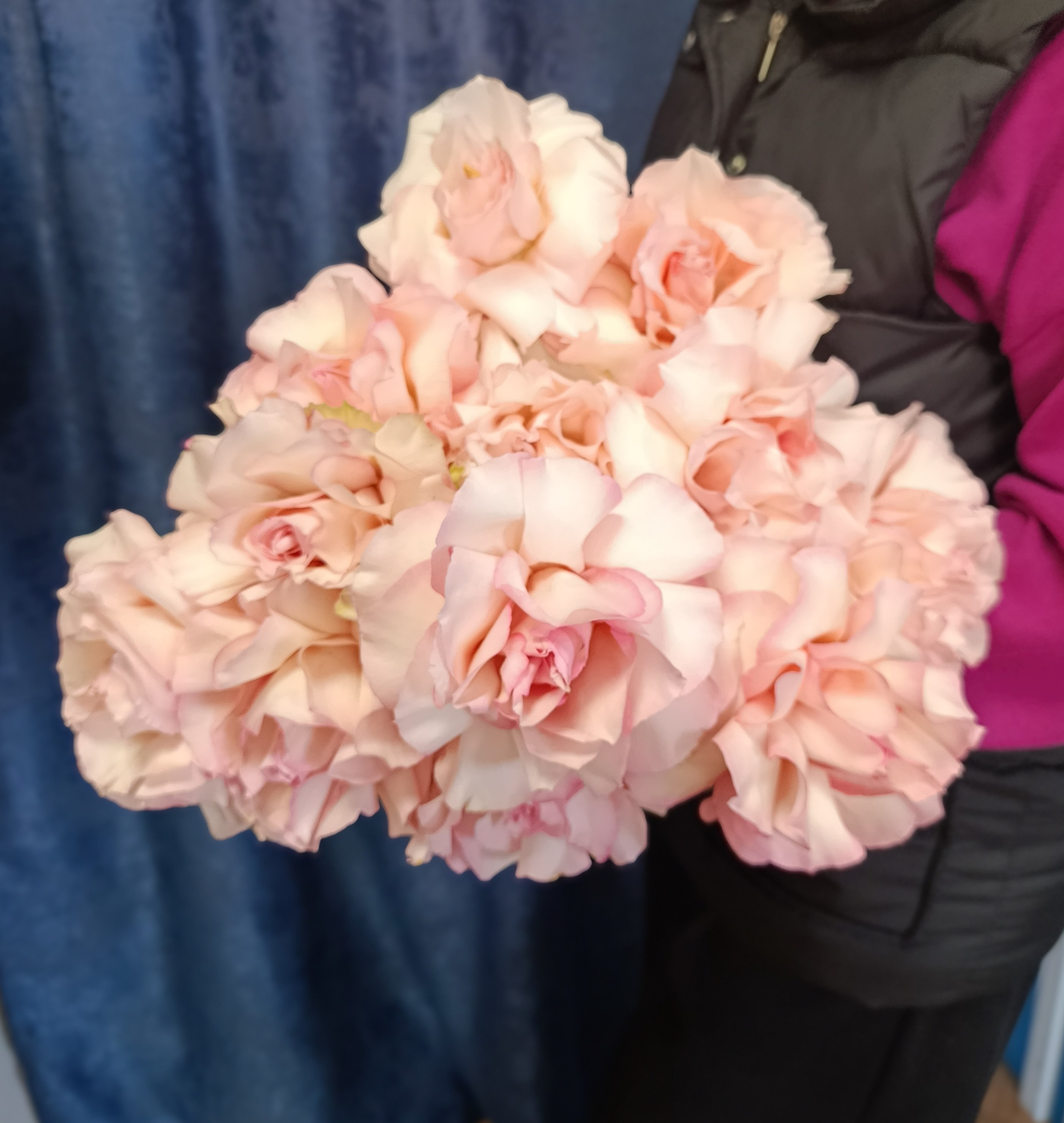 Французская роза