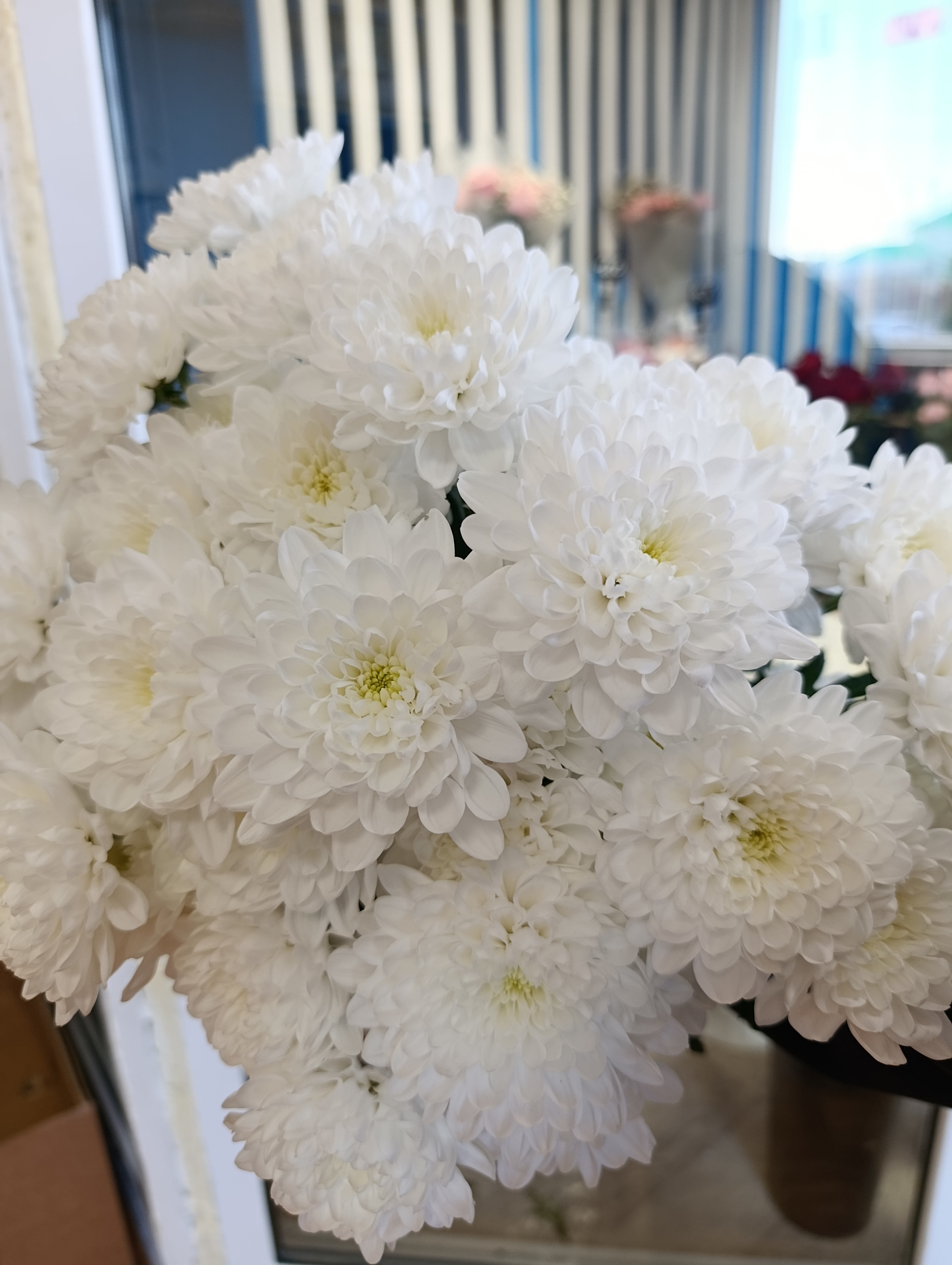 Кустовая хризантема