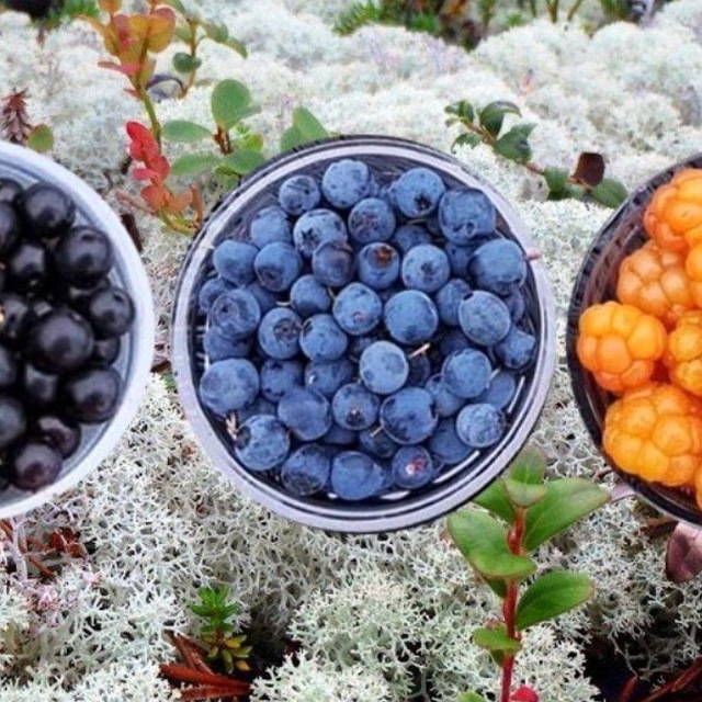 ЯГОДЫ, ОВОЩИ