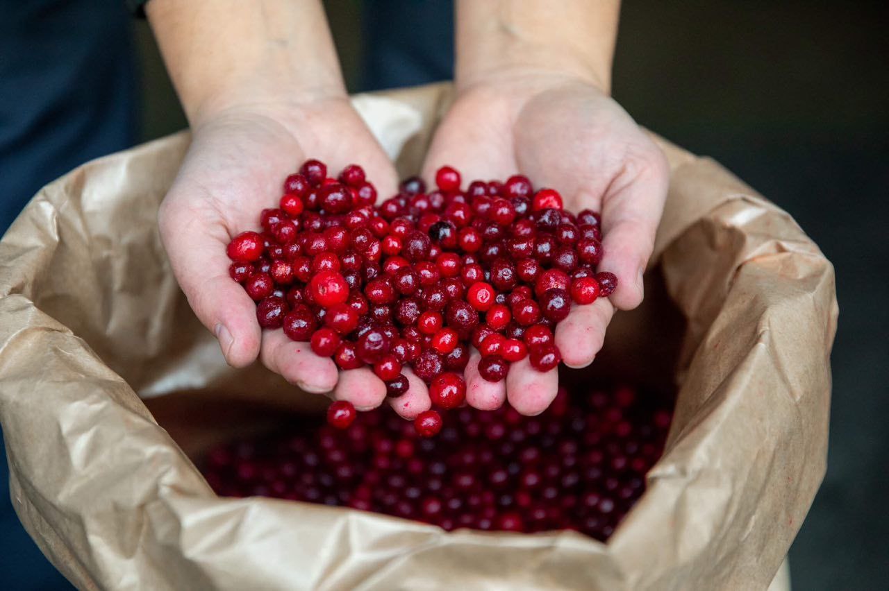 Клюква   Дикая ягода Карелии