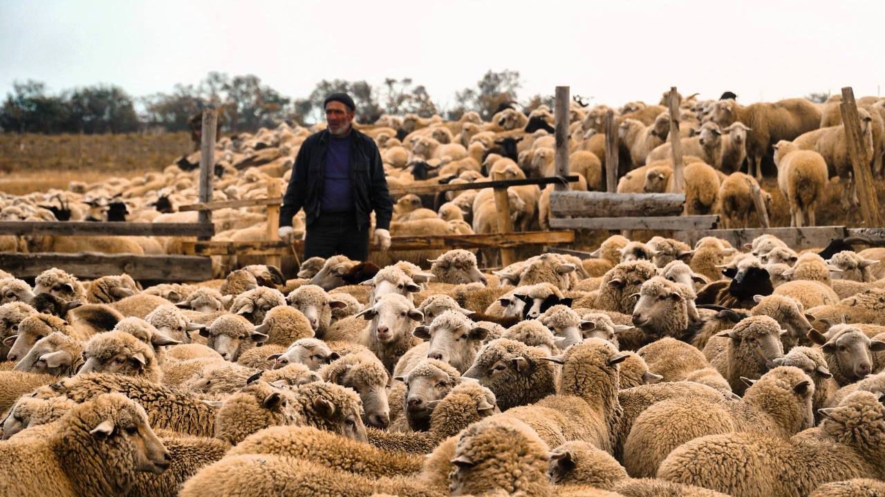 Аграрии Дагестана завершают осенний перегон скота и заготовку кормов