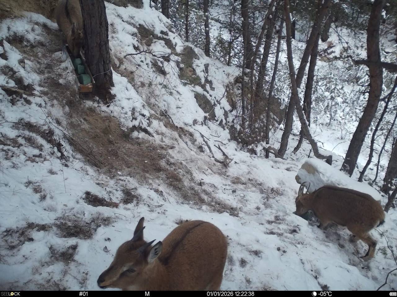 В природном парке «Хунзахский» продолжается мониторинг диких животных с помощью фотоловушек